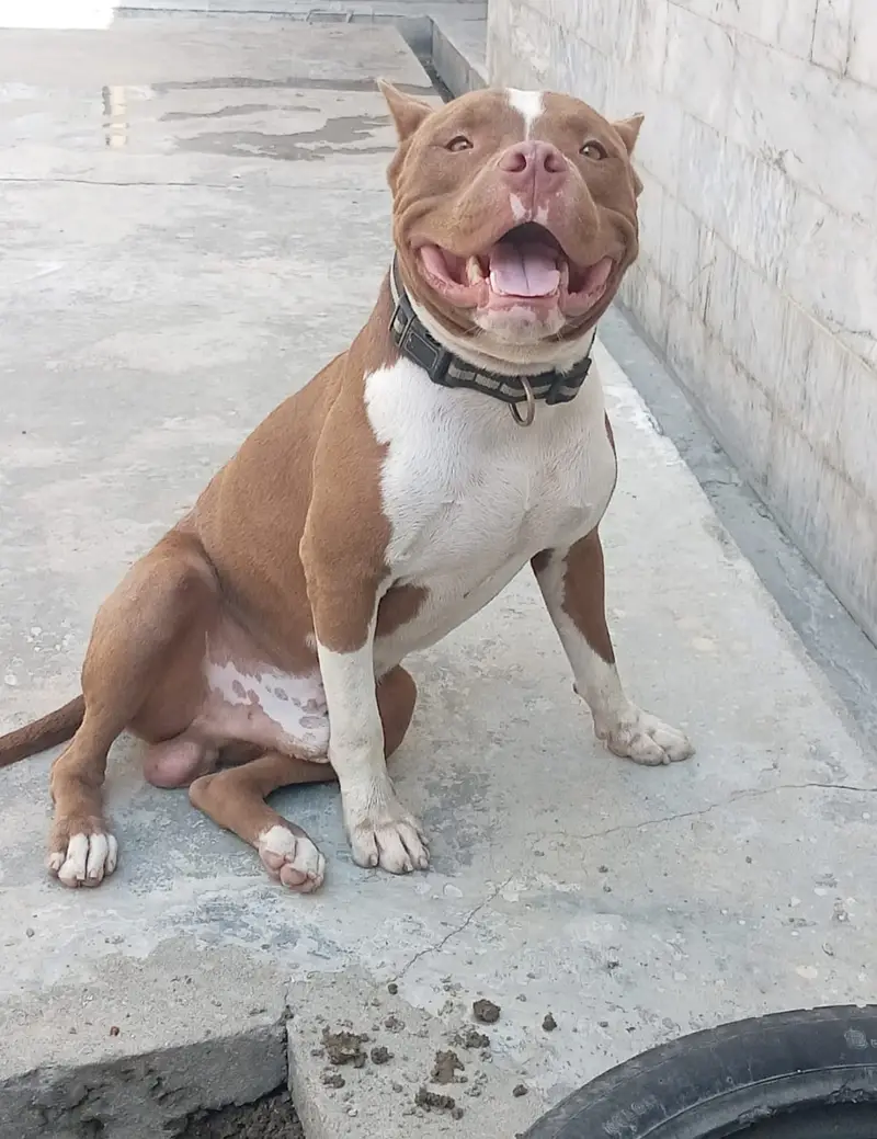 Pitbull bully 18 months male — photo 2