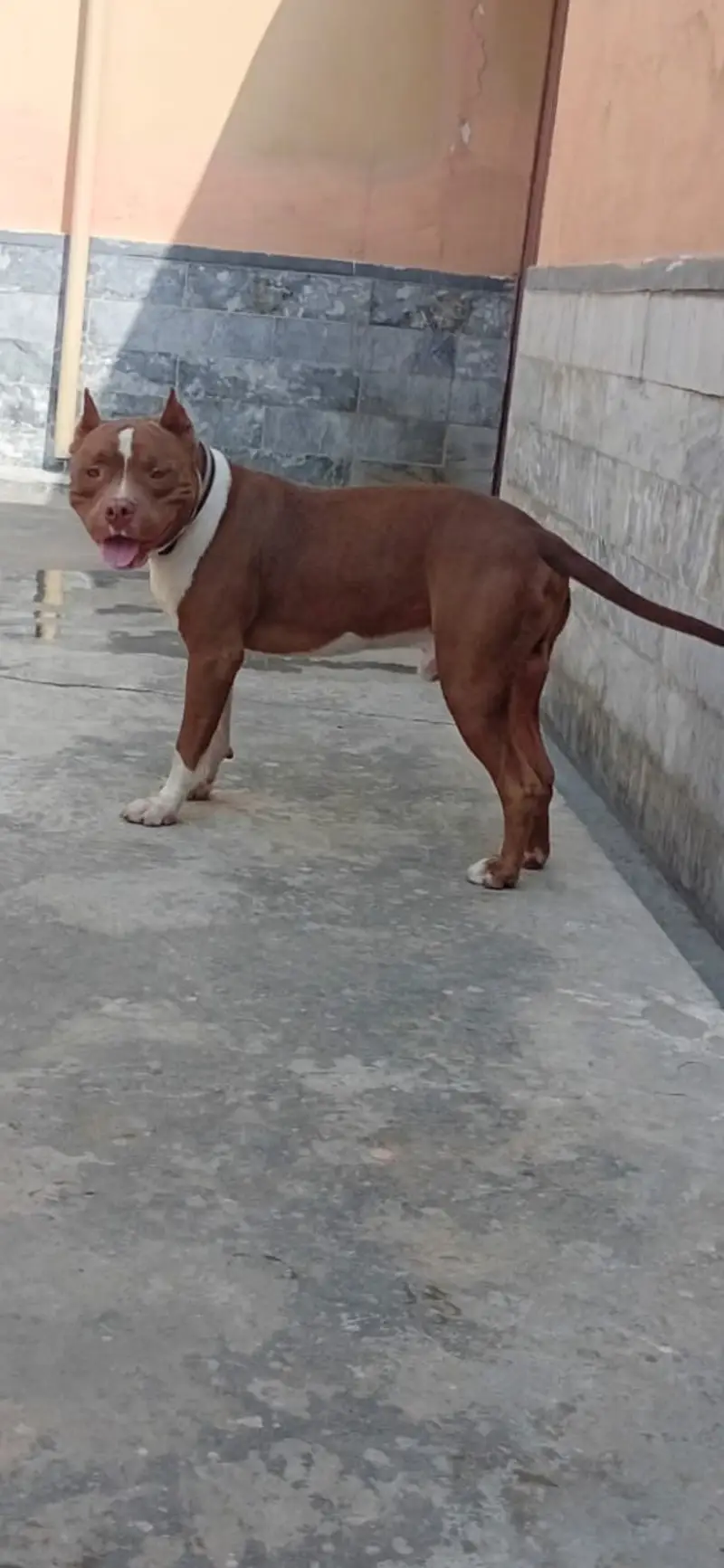 Pitbull bully 18 months male — photo 3