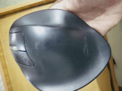 handshoe mouse L152UL size 170 hippus mouse