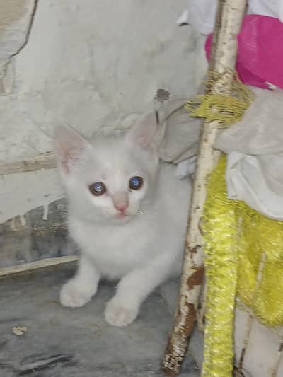 Persian breed kitten