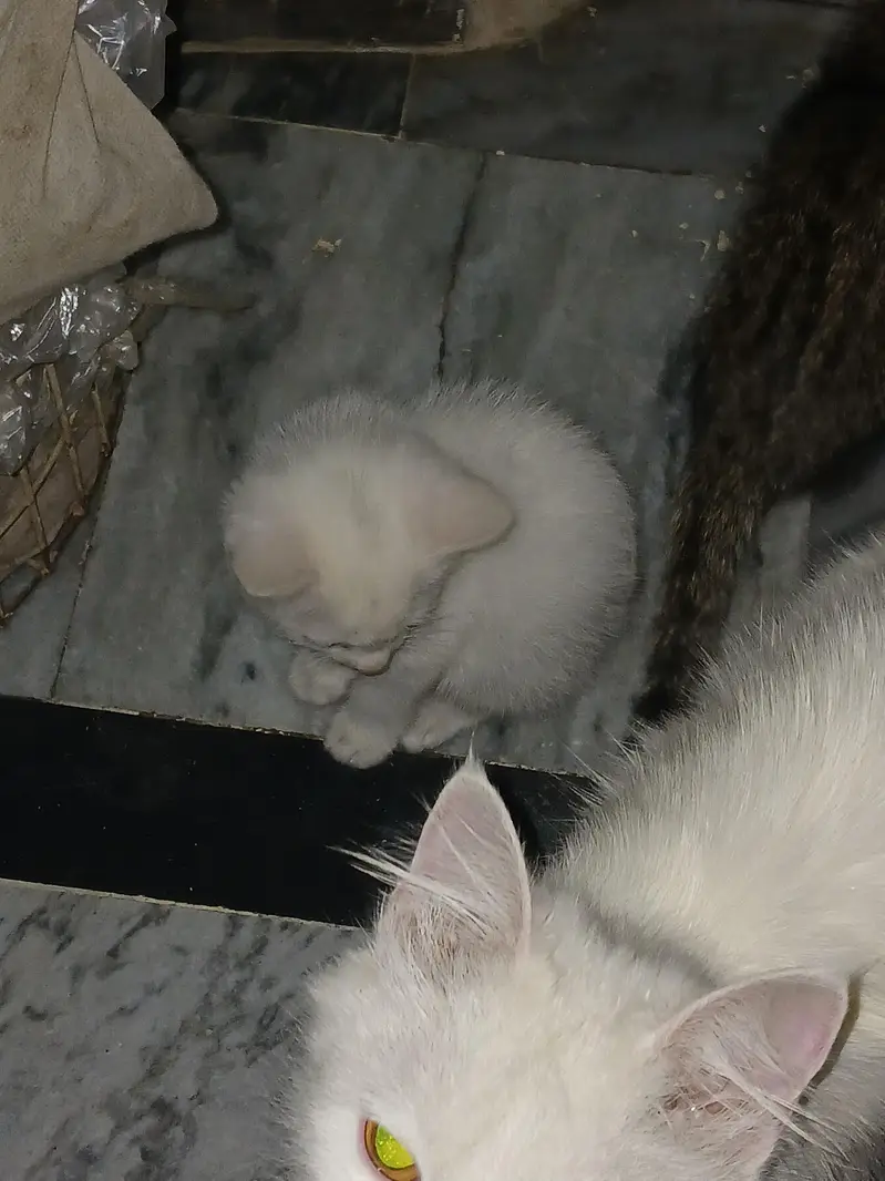 Persian breed kitten — photo 2