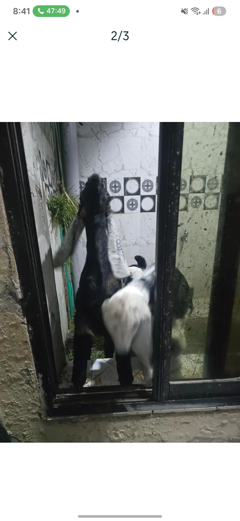bakri k bachy — photo 2