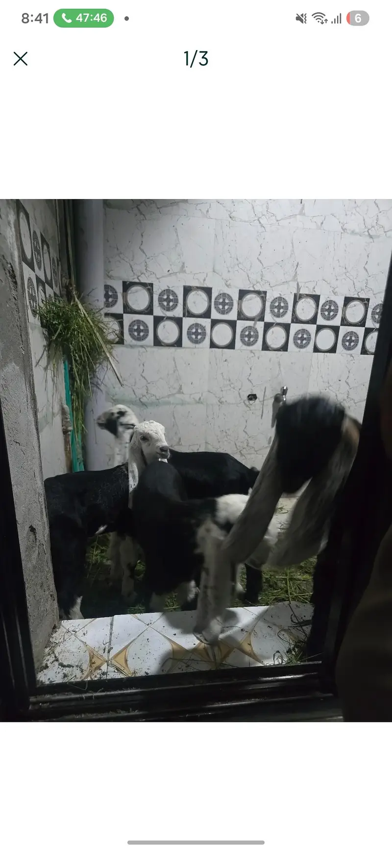 bakri k bachy — photo 3