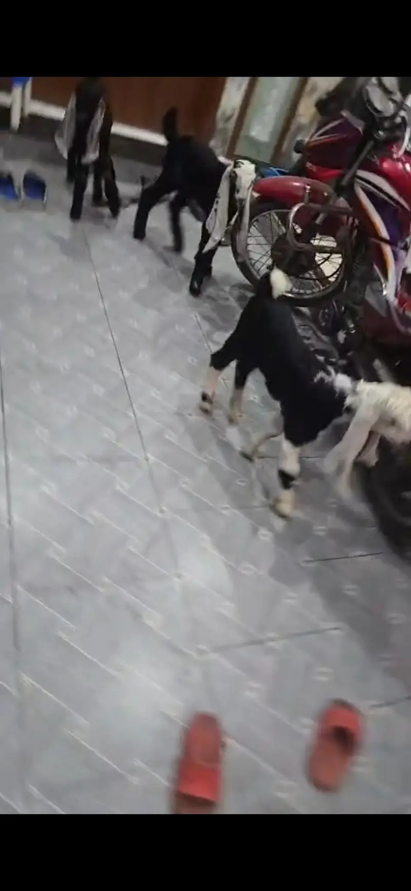 bakri k bachy — photo 5