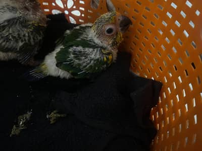 suncnoure chicks pair for sale.