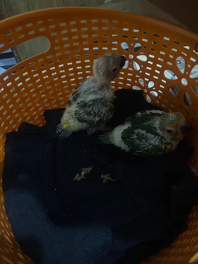 suncnoure chicks pair for sale. — photo 2
