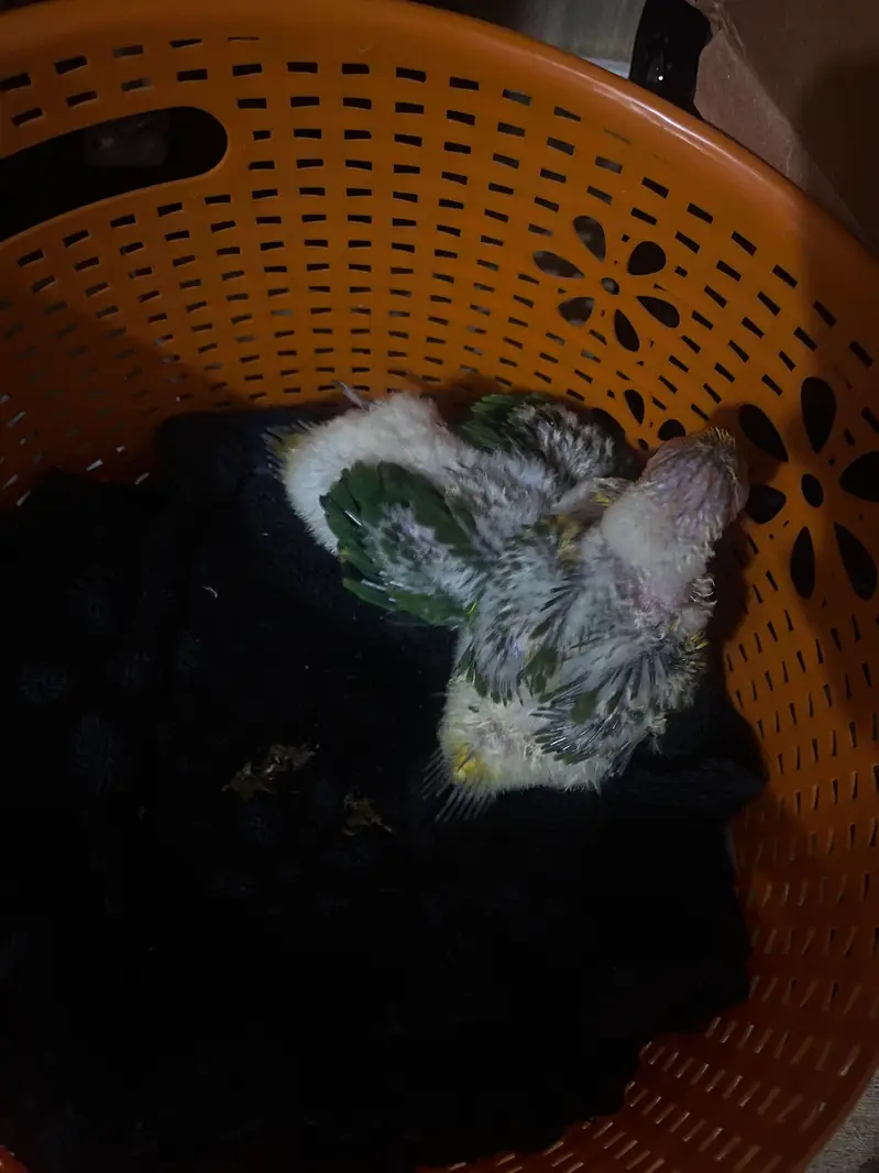 suncnoure chicks pair for sale. — photo 3