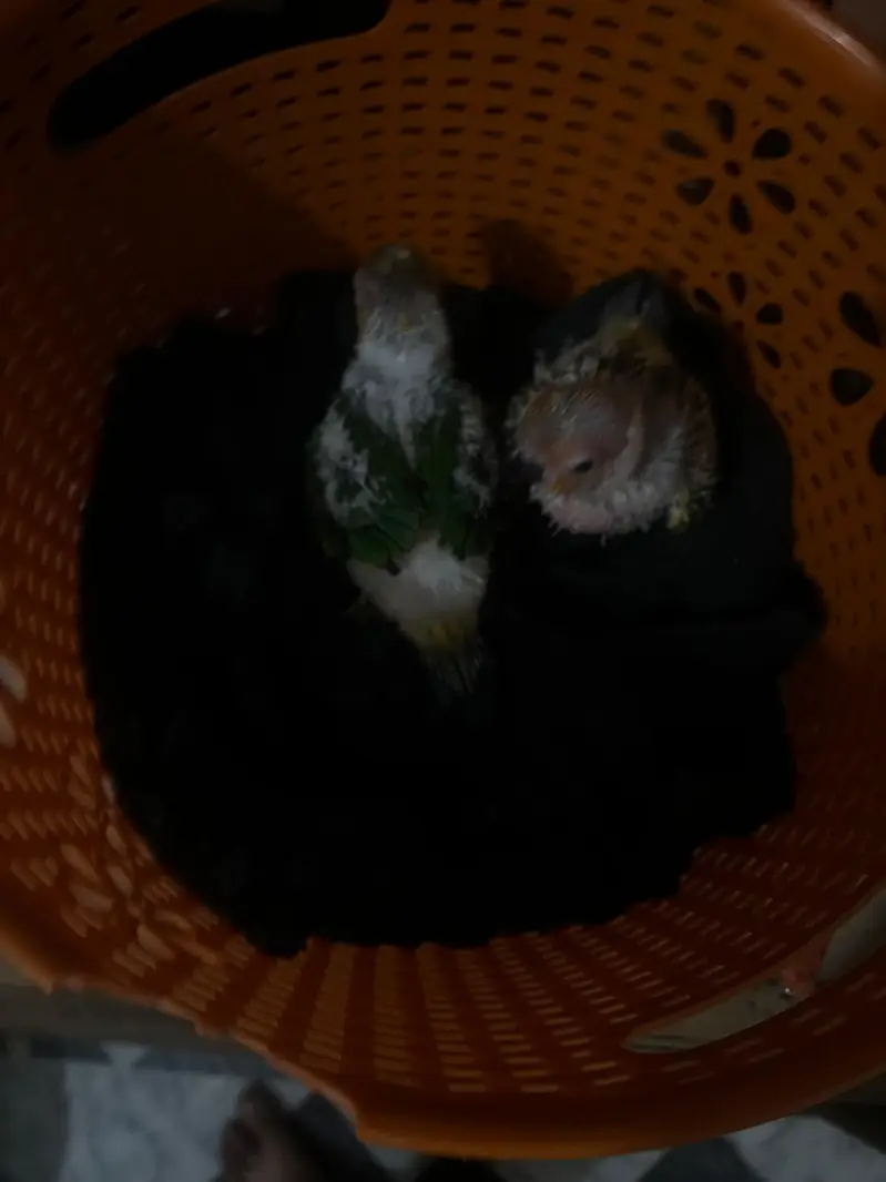 suncnoure chicks pair for sale. — photo 4