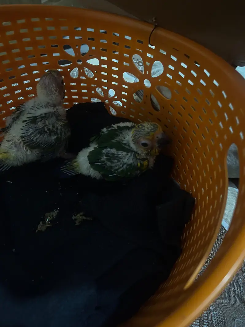 suncnoure chicks pair for sale. — photo 5