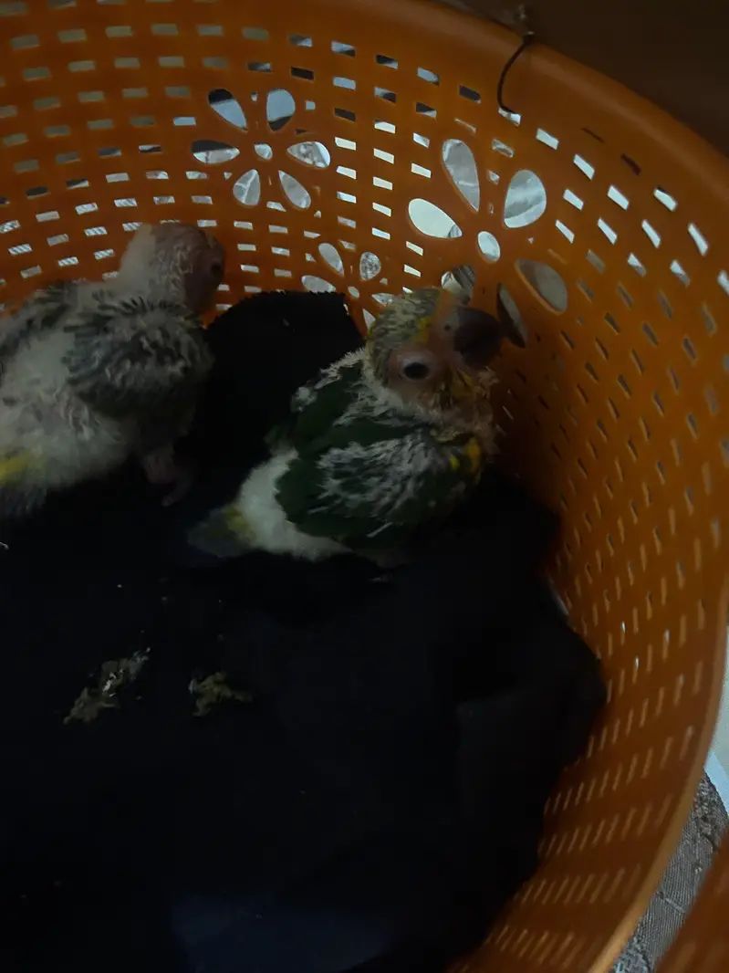 suncnoure chicks pair for sale. — photo 6