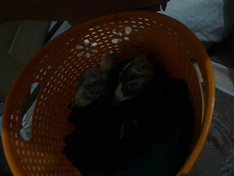 suncnoure chicks pair for sale. — photo 7