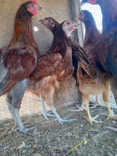 Total 9 Misri hens 03182252554 broker add se dhur rhen