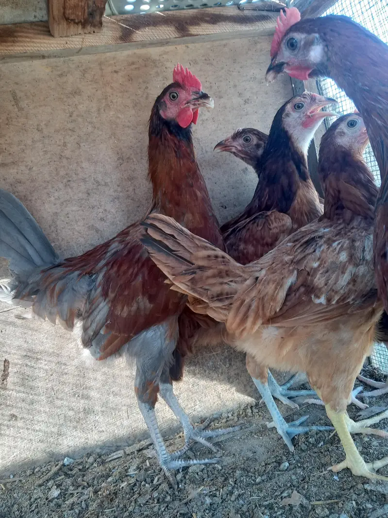 Total 9 Misri hens 03182252554 broker add se dhur rhen — photo 3