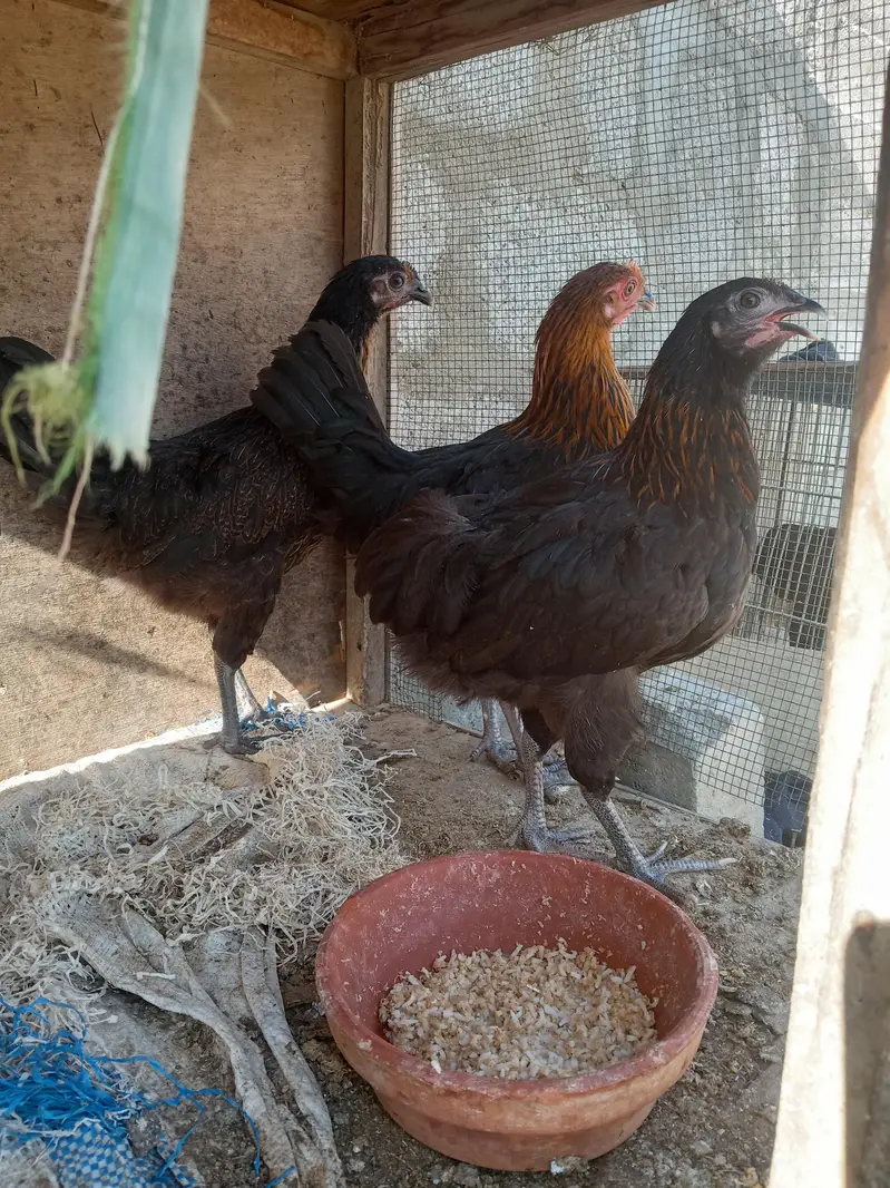 Total 9 Misri hens 03182252554 broker add se dhur rhen — photo 4