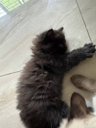 Kitten for sale