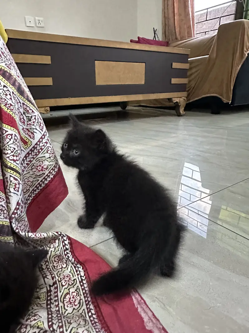 Kitten for sale — photo 2