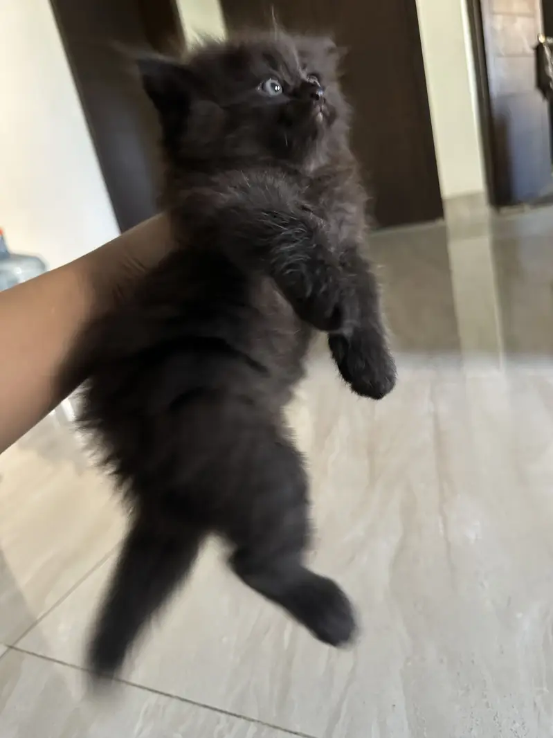 Kitten for sale — photo 3