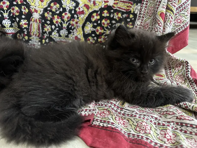 Kitten for sale — photo 4