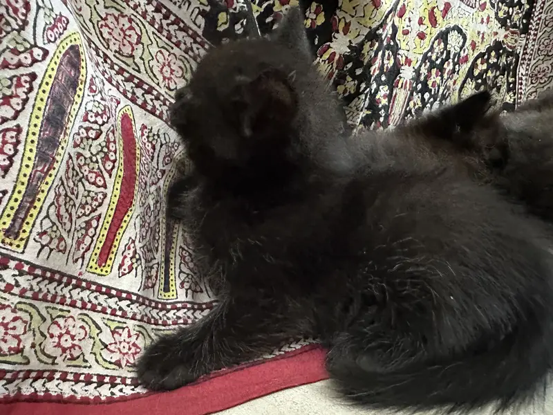 Kitten for sale — photo 5