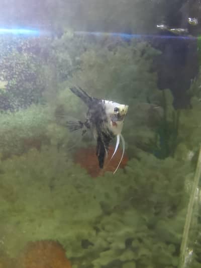 2 pair angle fish available