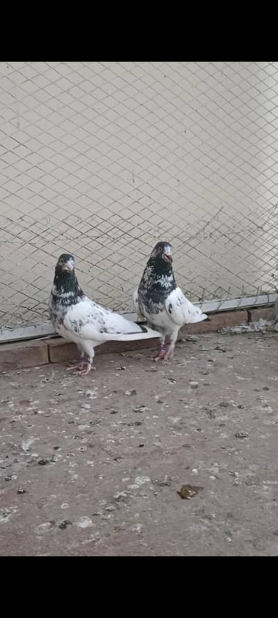 Qasoori jora for sale. contact whatsapp