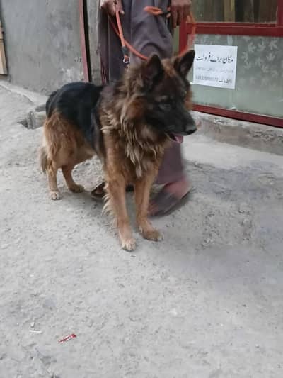 taizan