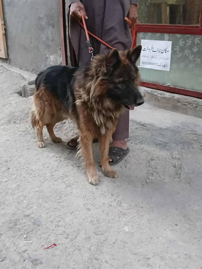 taizan 1