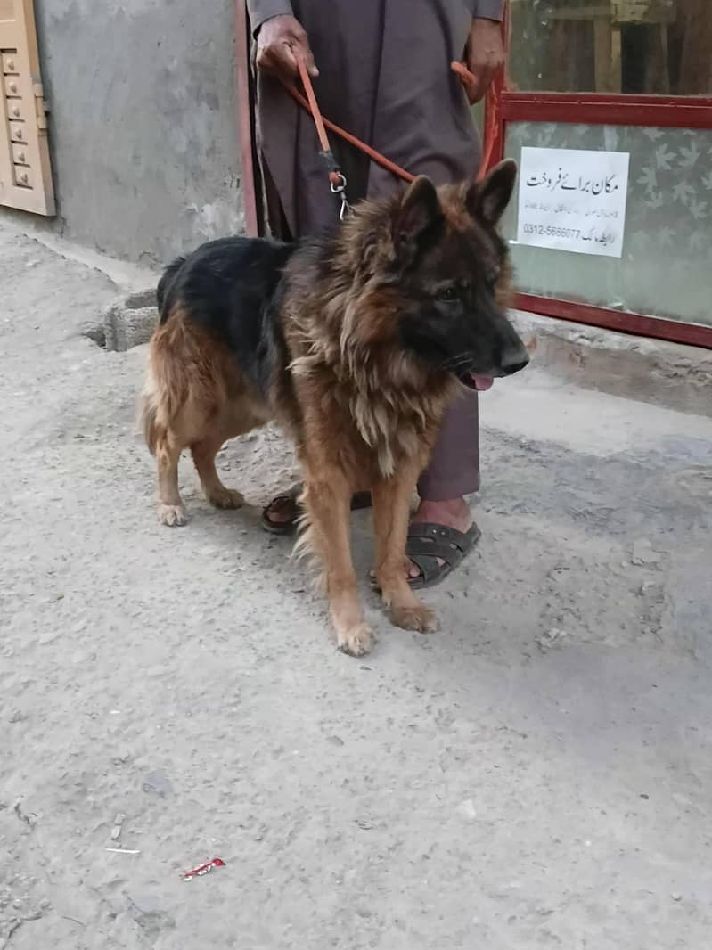 taizan 2