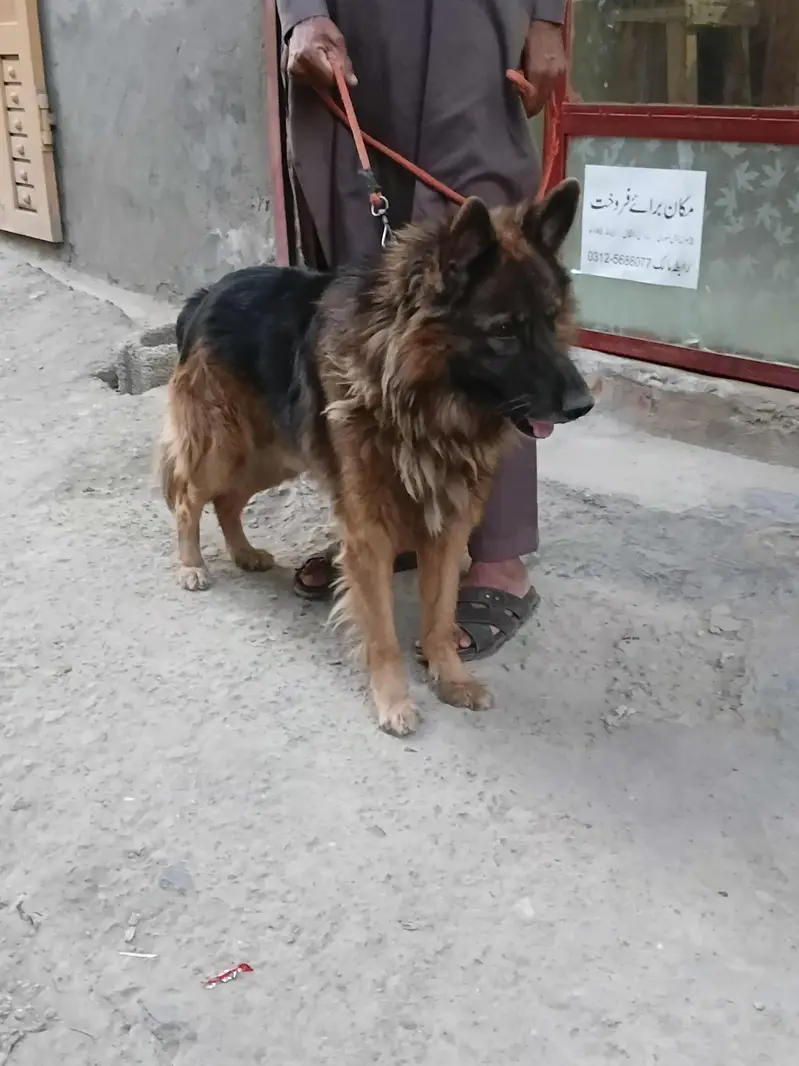 taizan — photo 3