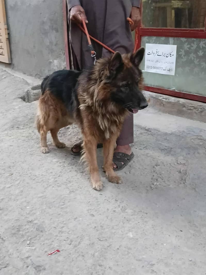 taizan 3