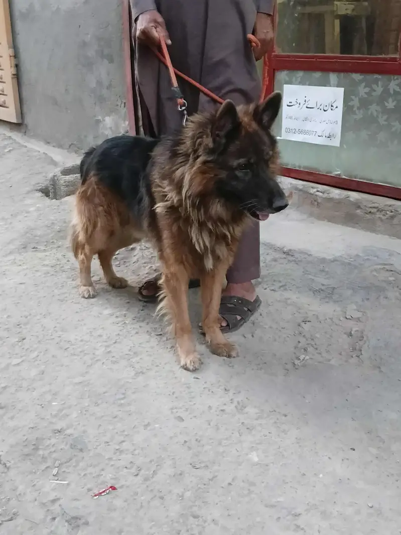 taizan — photo 4