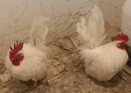 2 English Game roosters for sale