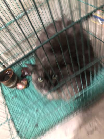 Russain breed cat for sale
