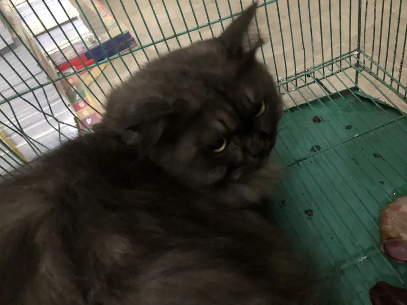 Russain breed cat for sale — photo 2
