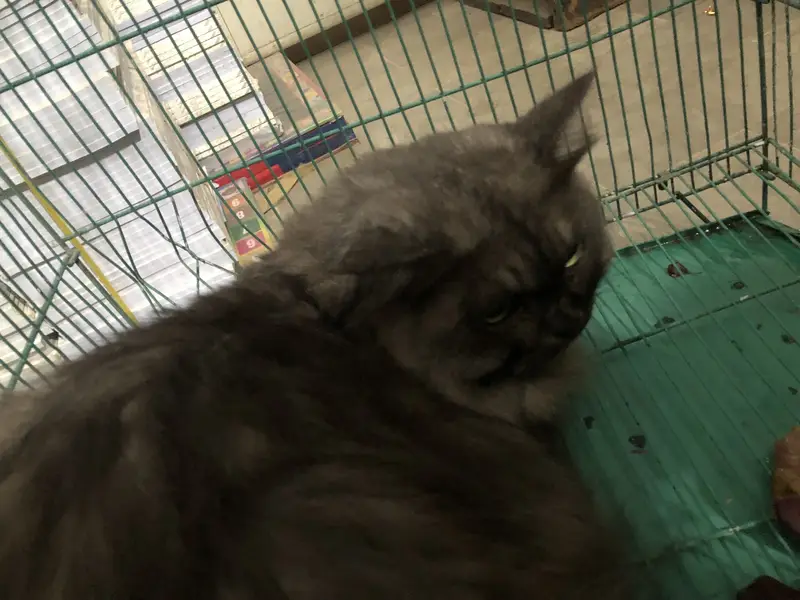 Russain breed cat for sale — photo 3