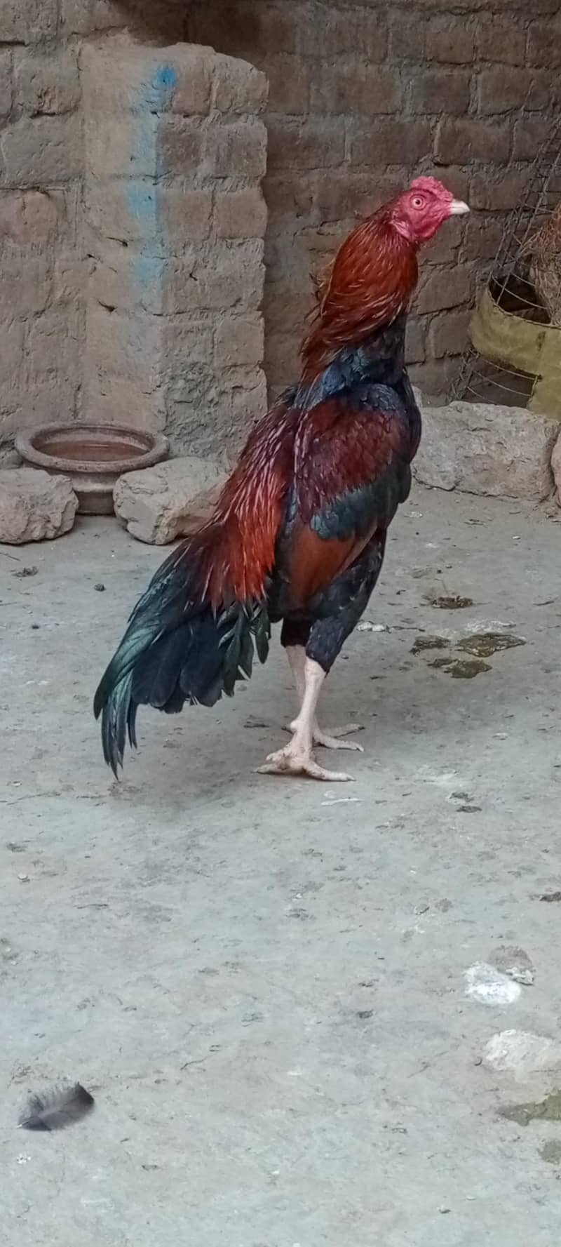 home breed 1