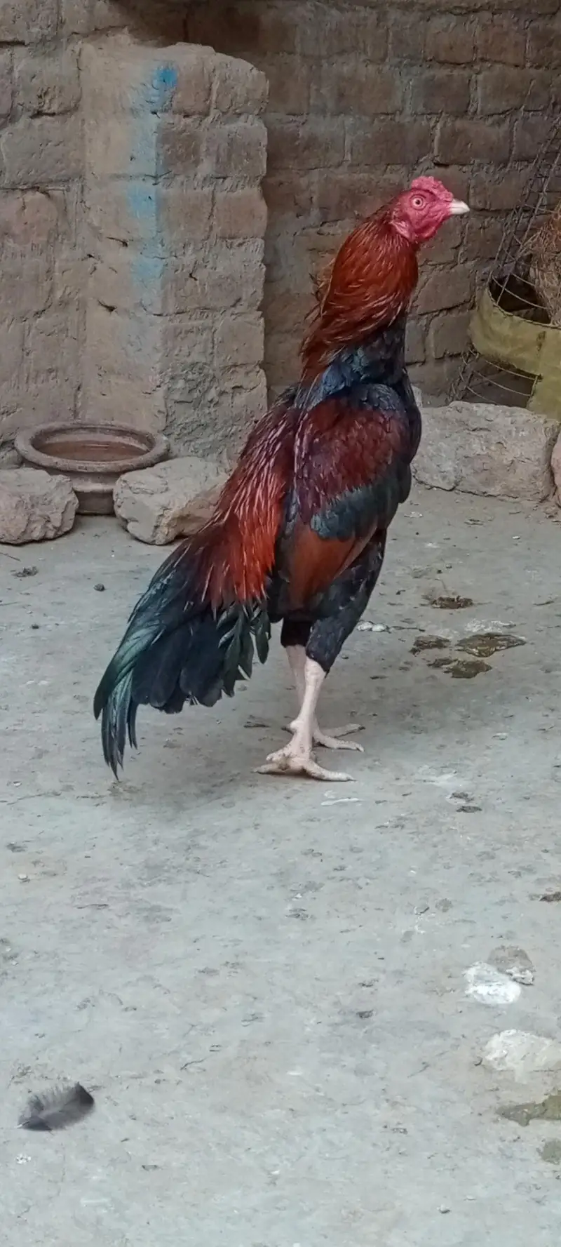 home breed — photo 2