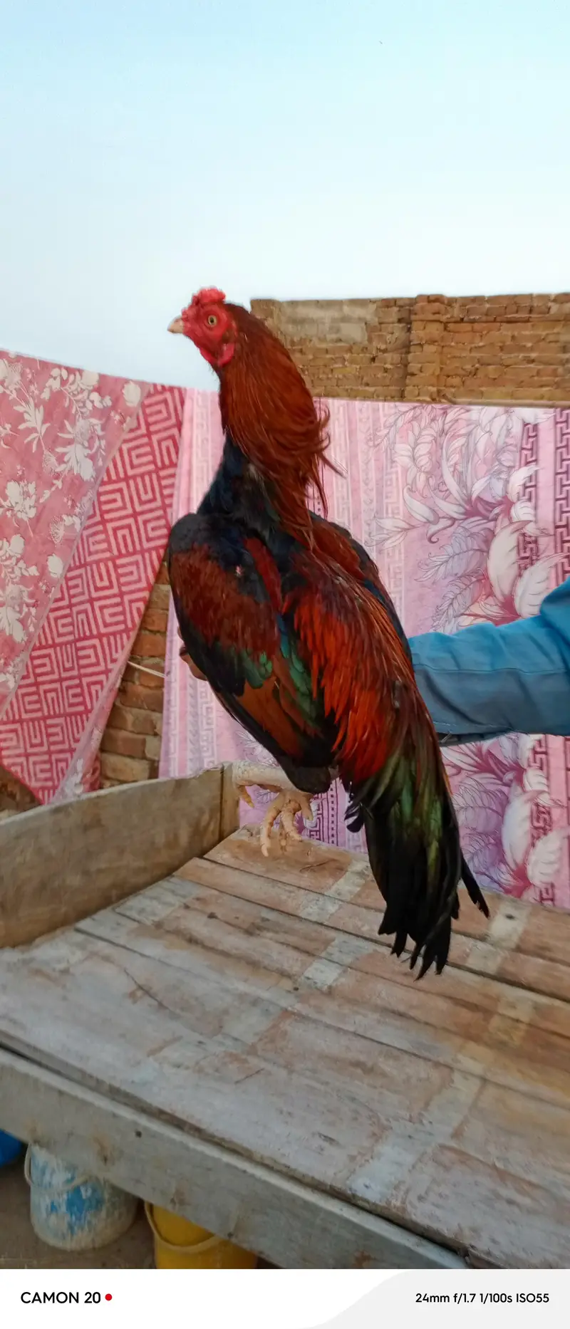 home breed — photo 3