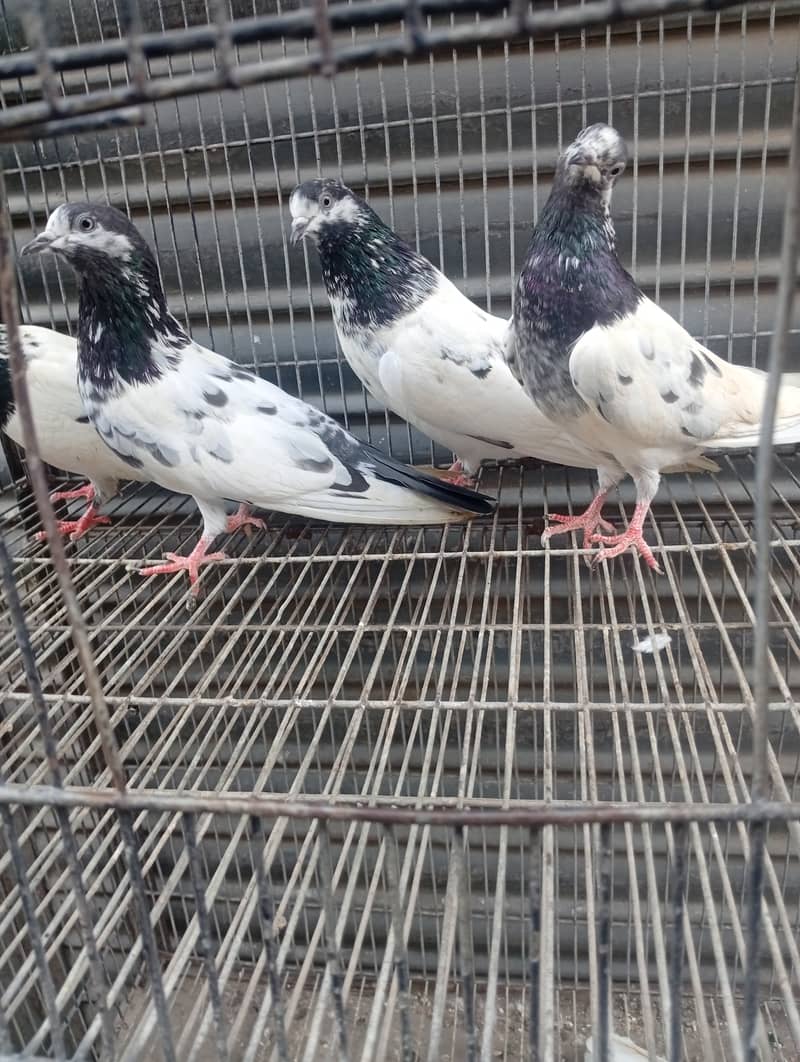 Ali walay teddy ferozpori dub walay rampori - Pigeons - 1120766259