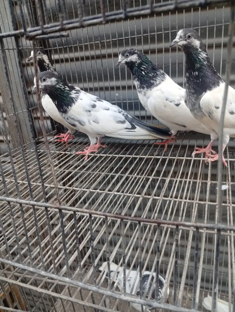 Ali walay teddy ferozpori dub walay rampori — photo 2