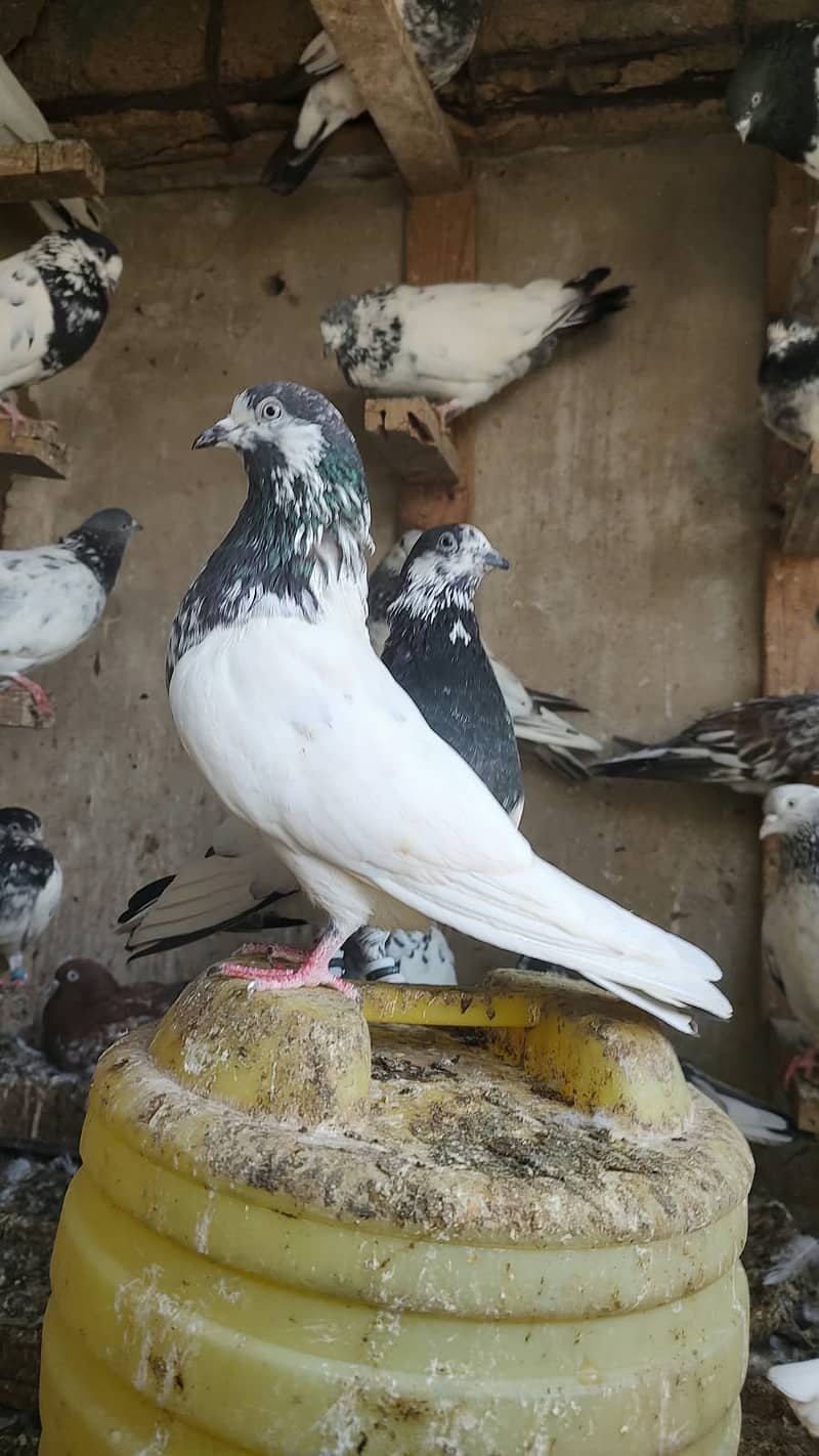 Ali walay teddy ferozpori dub walay rampori - Pigeons - 1120766259