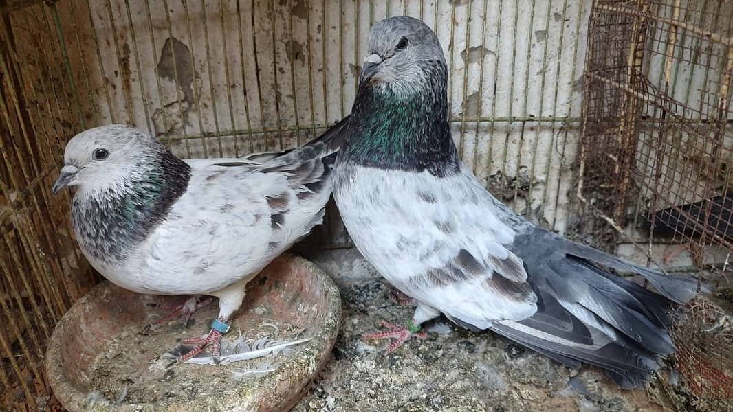 Ali walay teddy ferozpori dub walay rampori - Pigeons - 1120766259