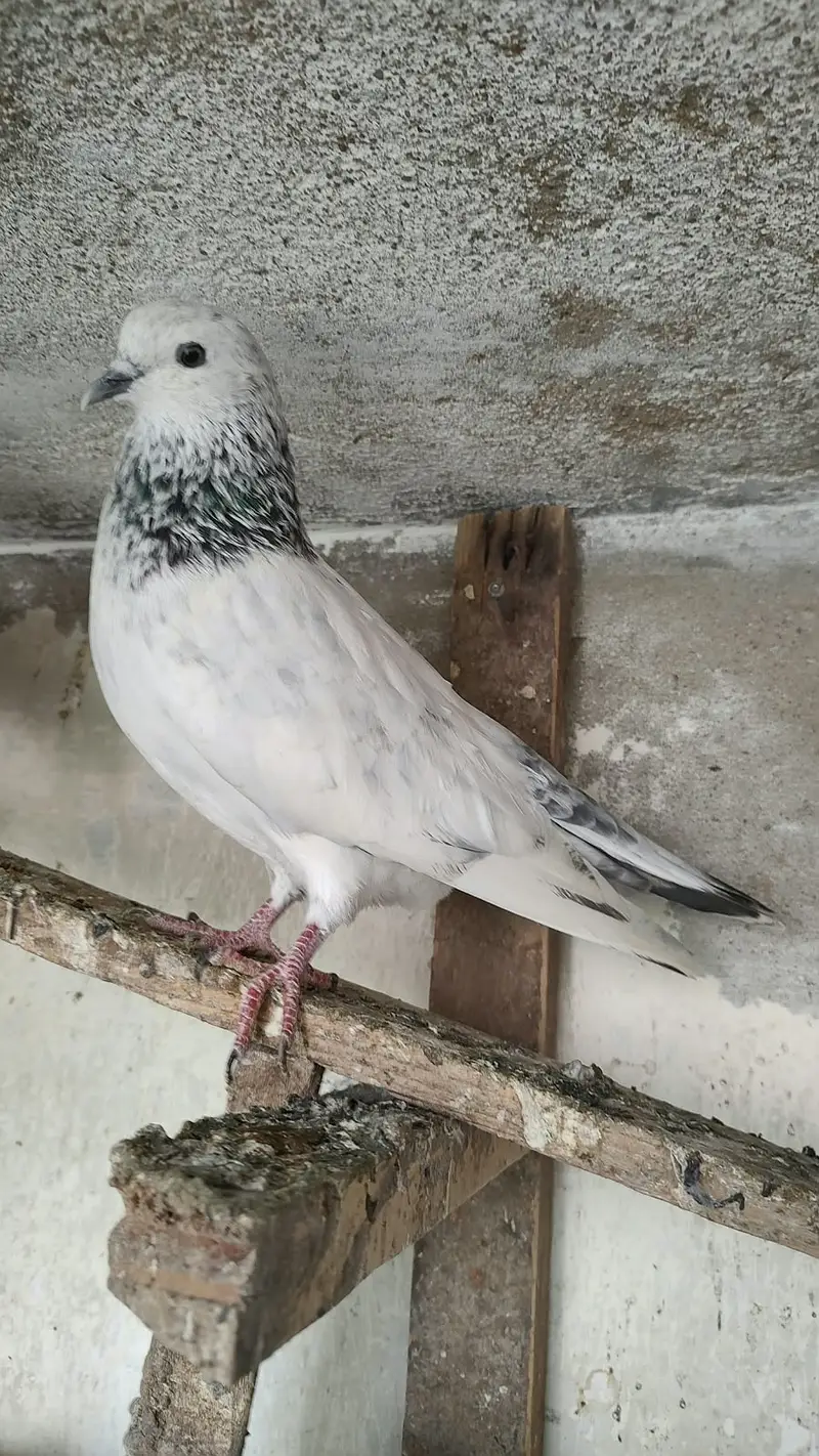 Ali walay teddy ferozpori dub walay rampori — photo 5