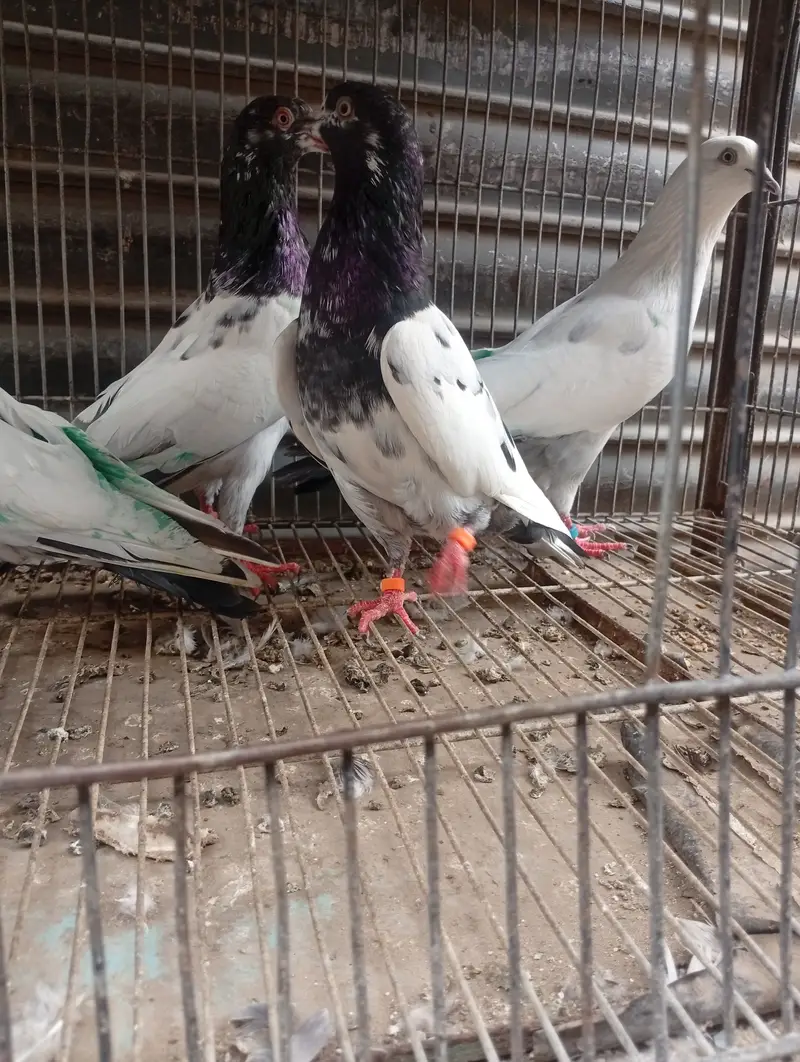 Ali walay teddy ferozpori dub walay rampori — photo 12