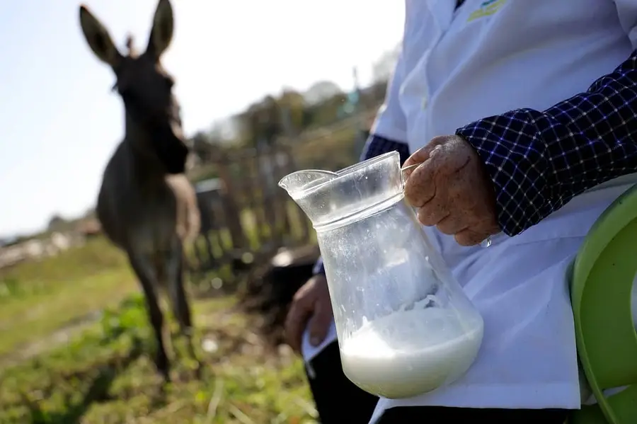 Donkey milk available ha agr kisi ko chiay — photo 2