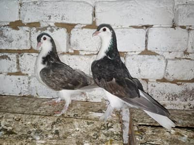 Black Sherazi Pigeon Fancy Kabootar Pair