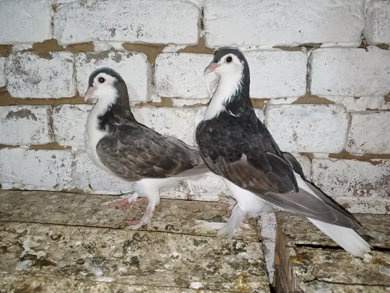Black Sherazi Pigeon Fancy Kabootar Pair — photo 2