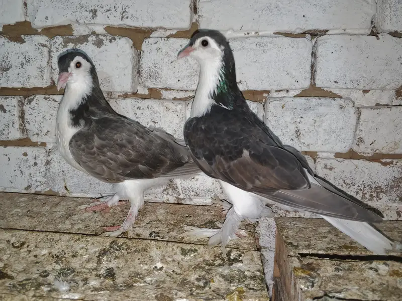 Black Sherazi Pigeon Fancy Kabootar Pair — photo 3