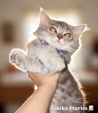 Persian Grey Taddy Male cat - semi Punch Face - Healthy & Playful