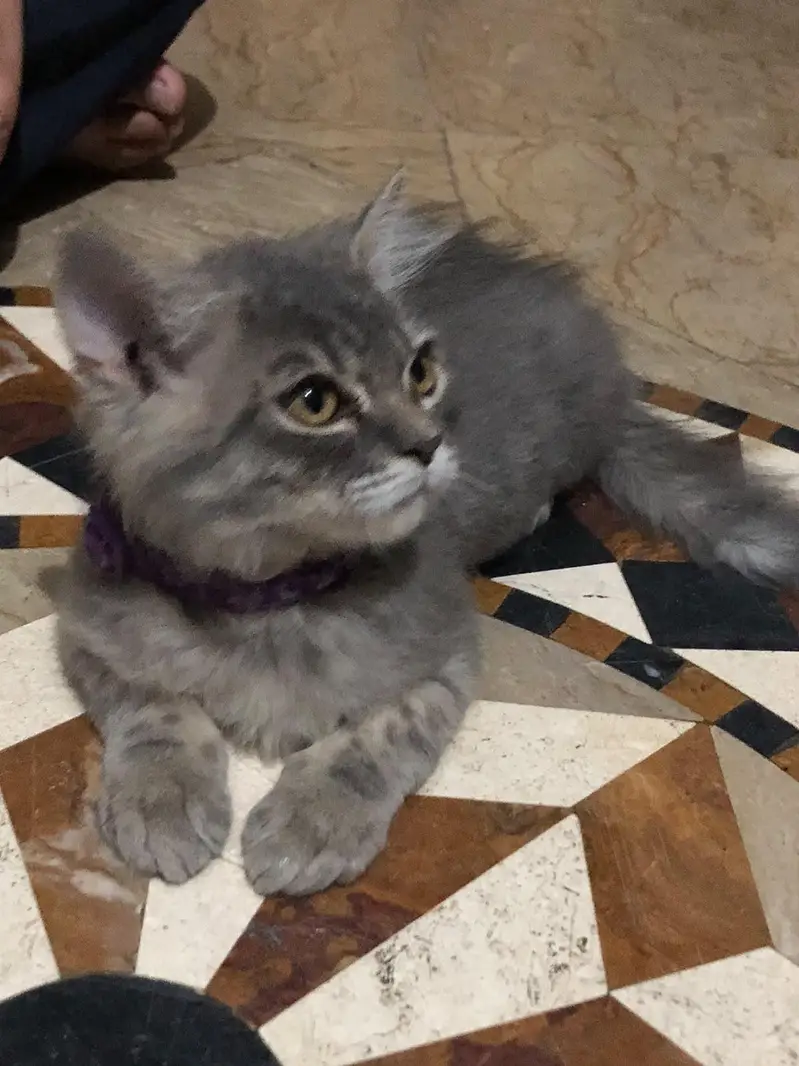 Persian Grey Taddy Male cat - semi Punch Face - Healthy & Playful — photo 2